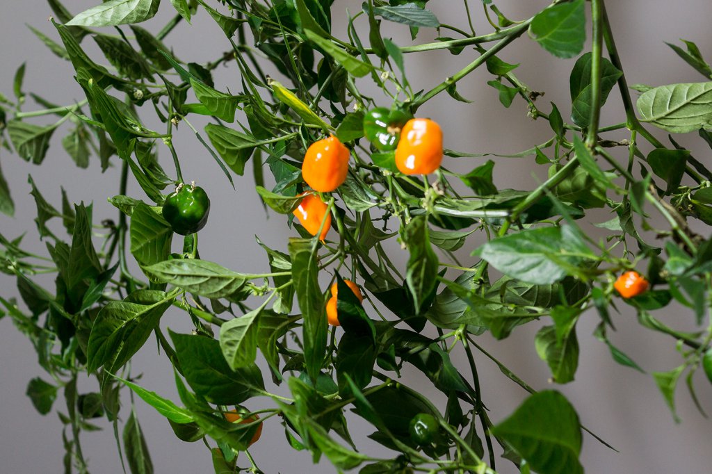 Habanero_Orange_Pflanze