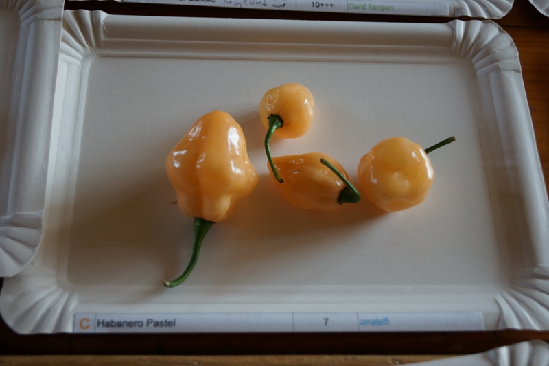 Habanero_Pastel_7