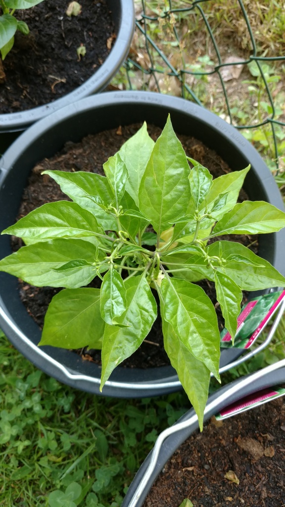 Habanero_red_01_001