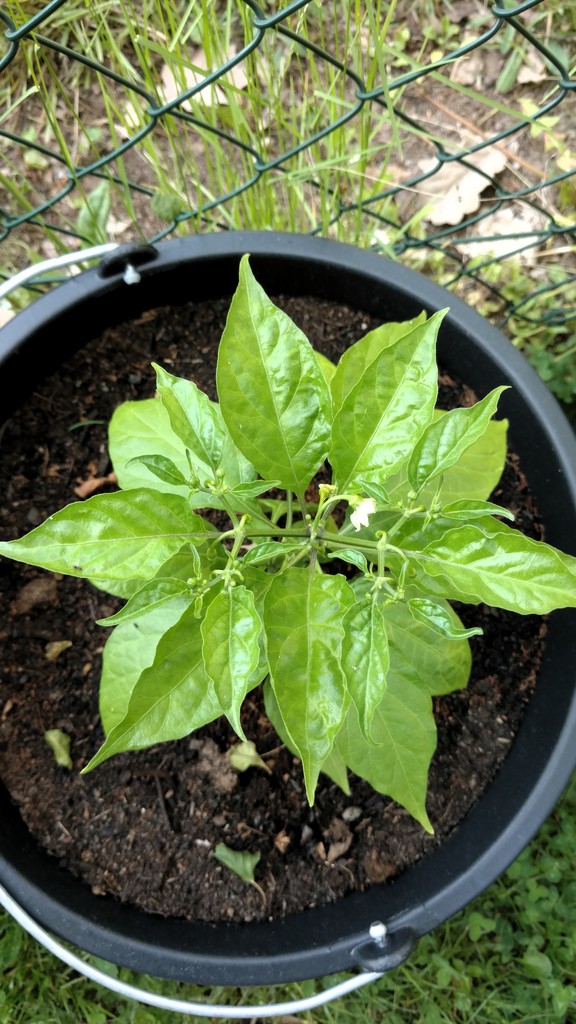 Habanero_red_02_001