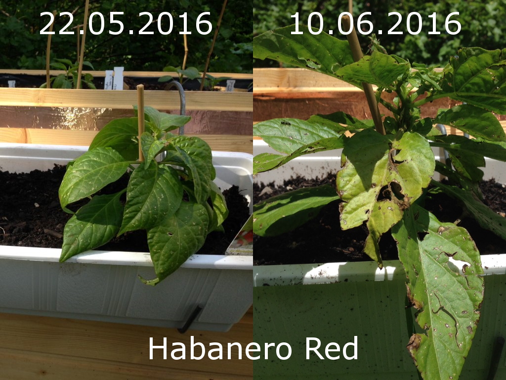 Habanerored