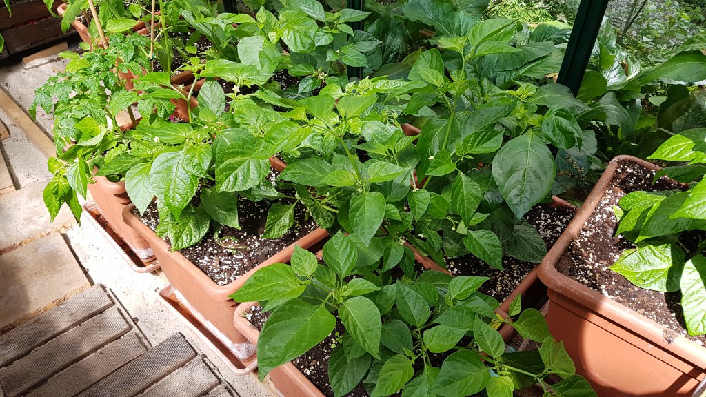 Habaneros Scotch Bonnets