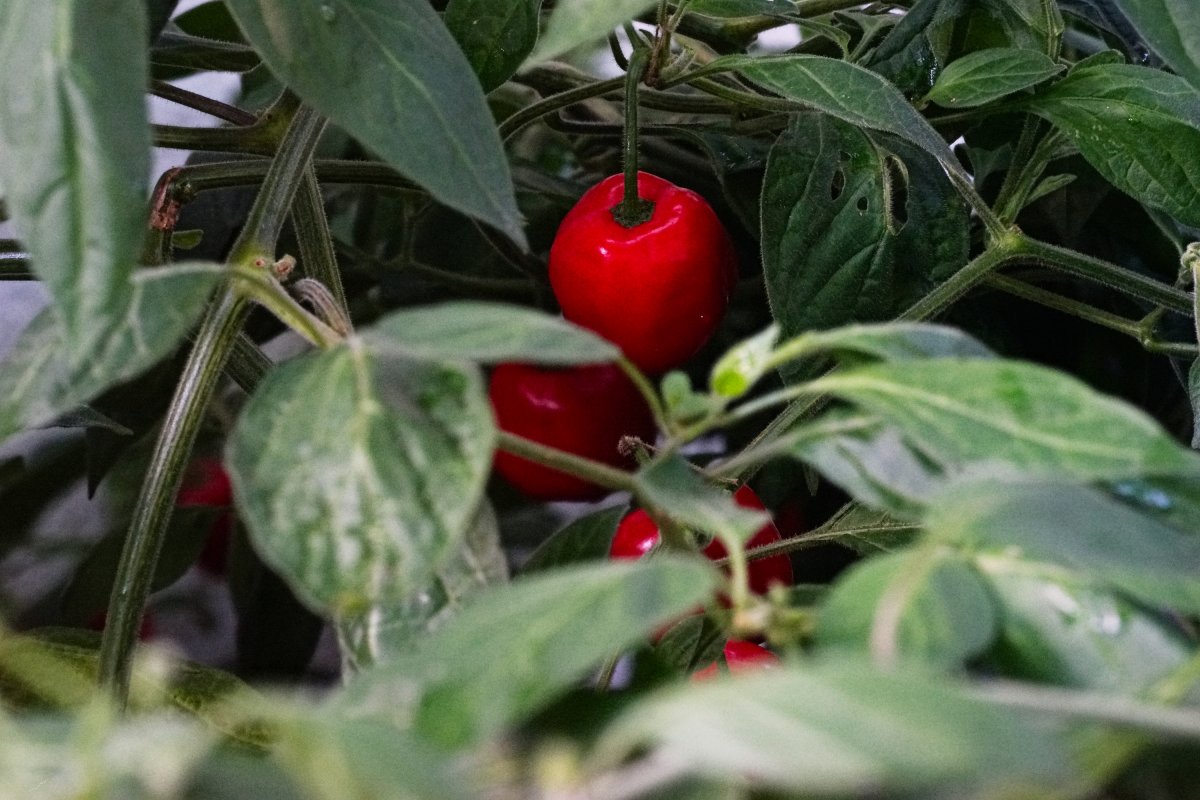 hagebau beeren+.jpg