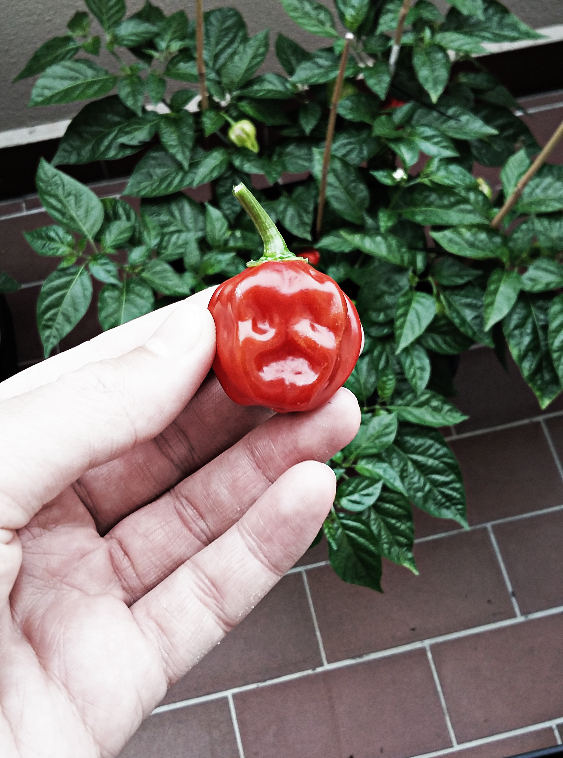 Halloween Habanero