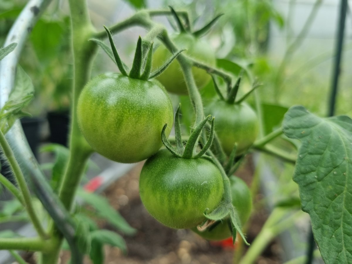 Harzfeuer Tomaten 02.07.23