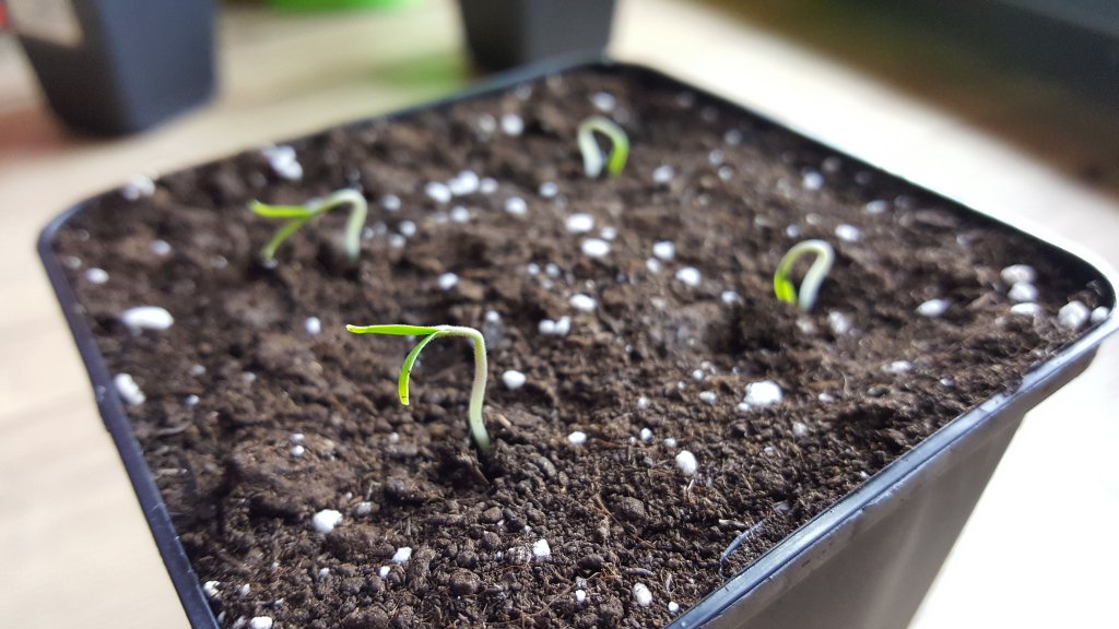 Haubners Vollendung Tomate