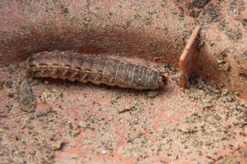 Hausmutter (Noctua pronuba)