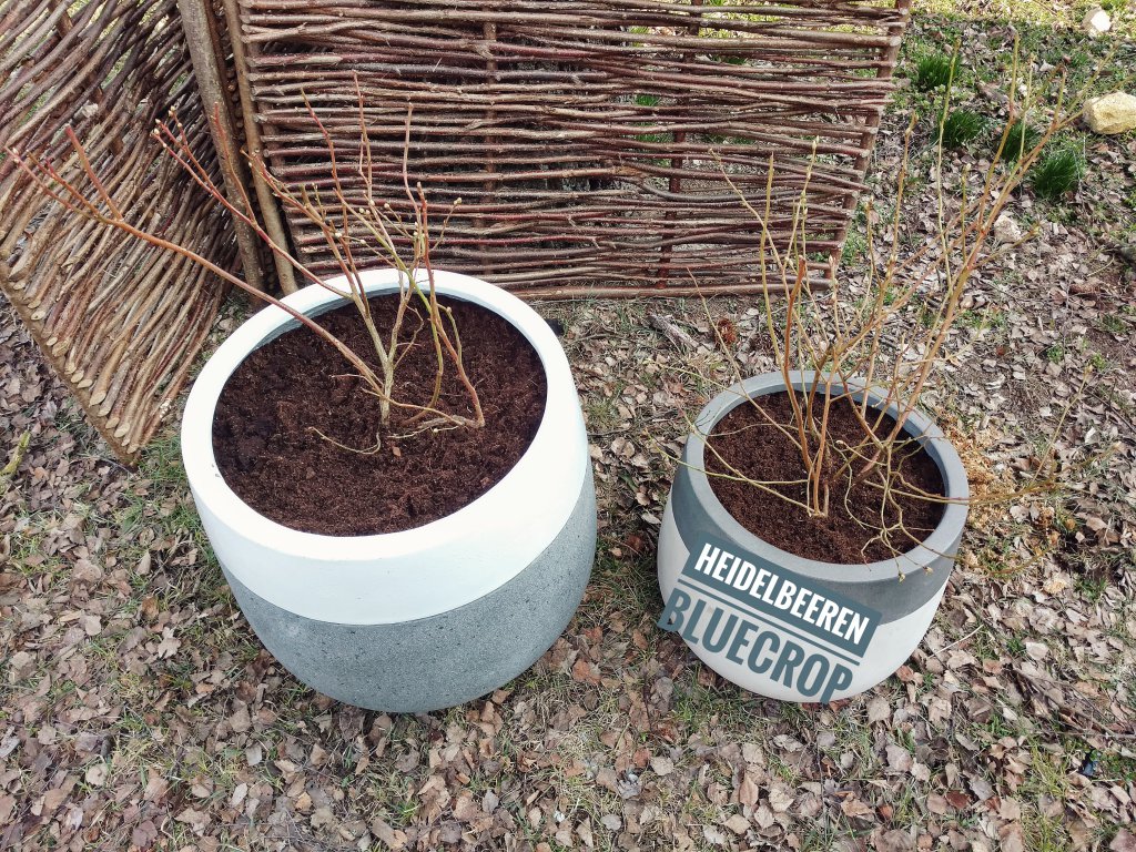 Heidelbeeren Bluecrop