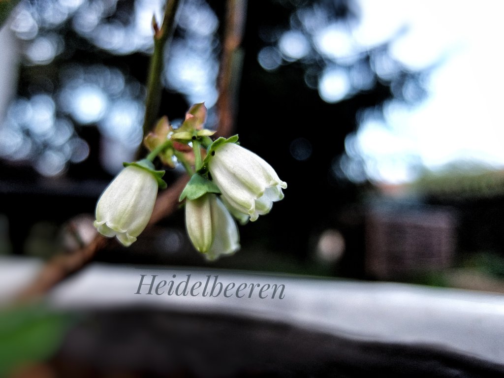 Heidelbeeren blühen
