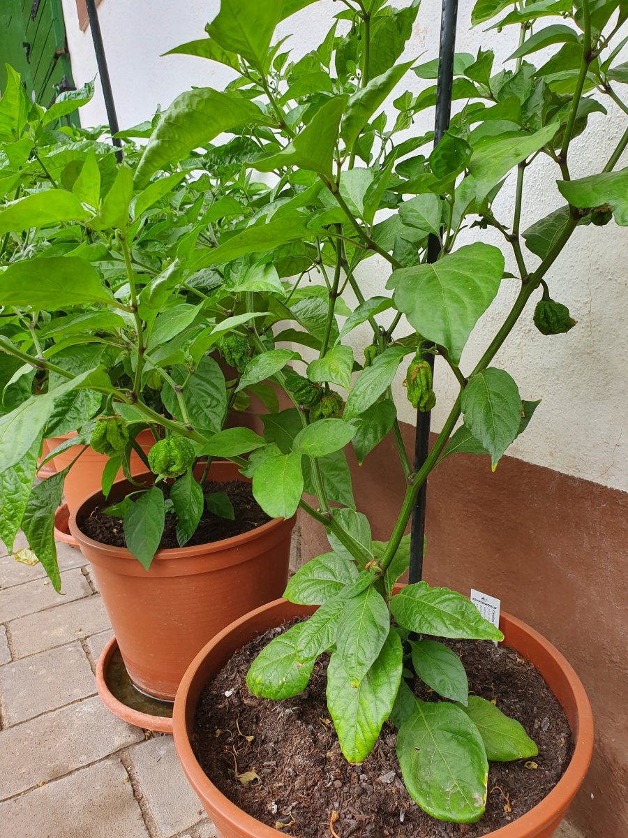 Heute mal ein Update von der Carolina Reaper