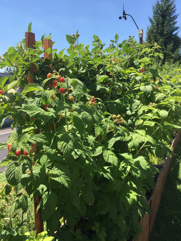 Himbeeren