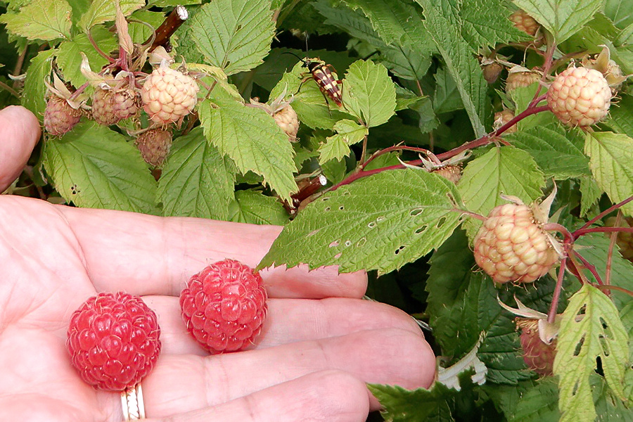 Himbeeren