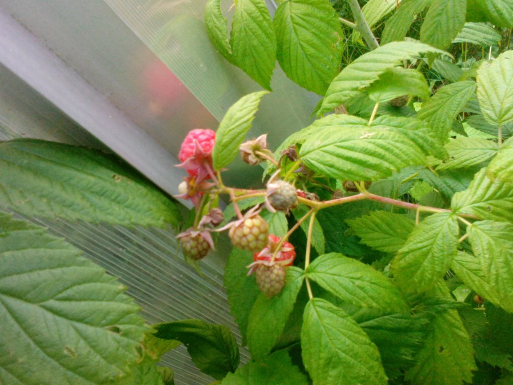 Himbeeren