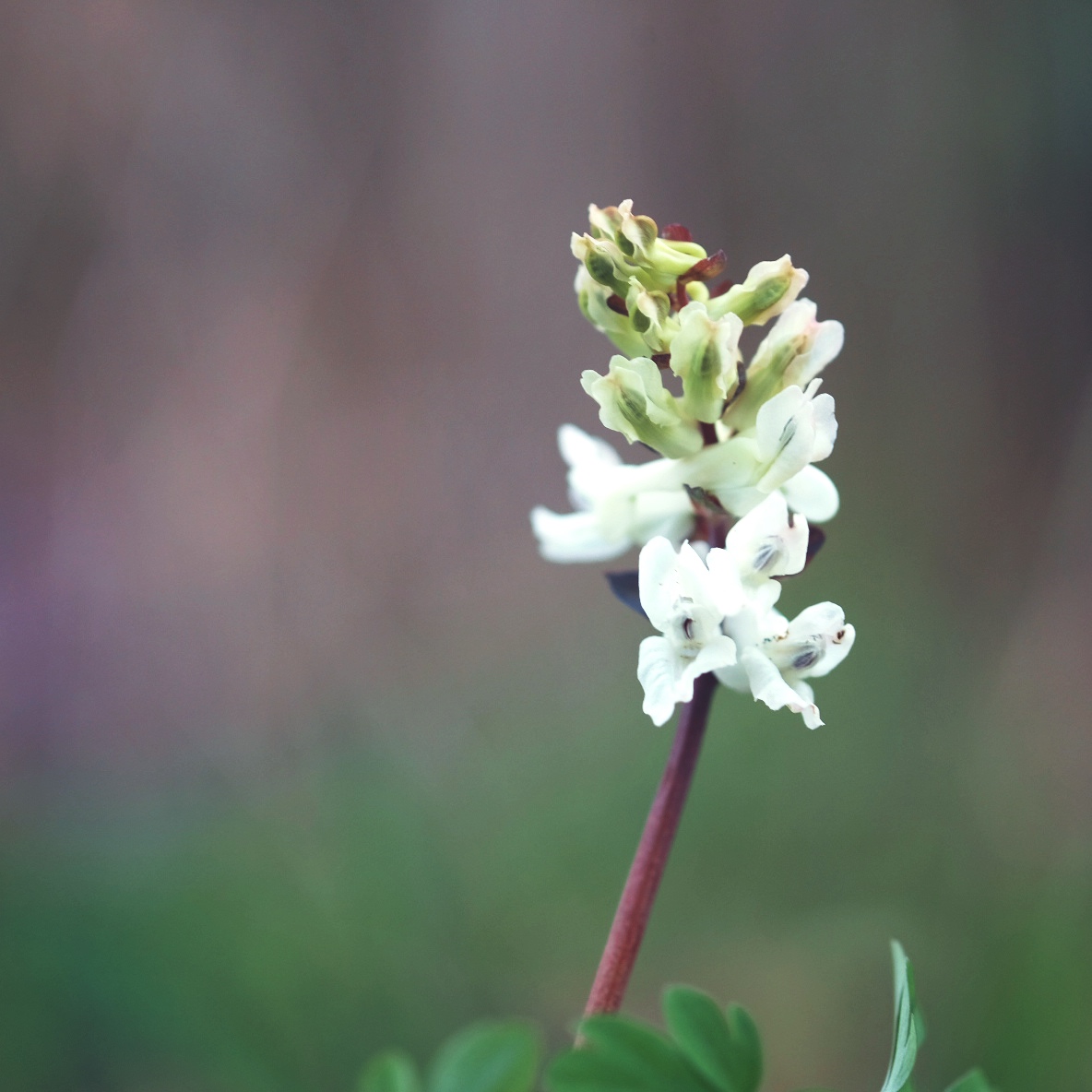 Hohler Lerchensporn