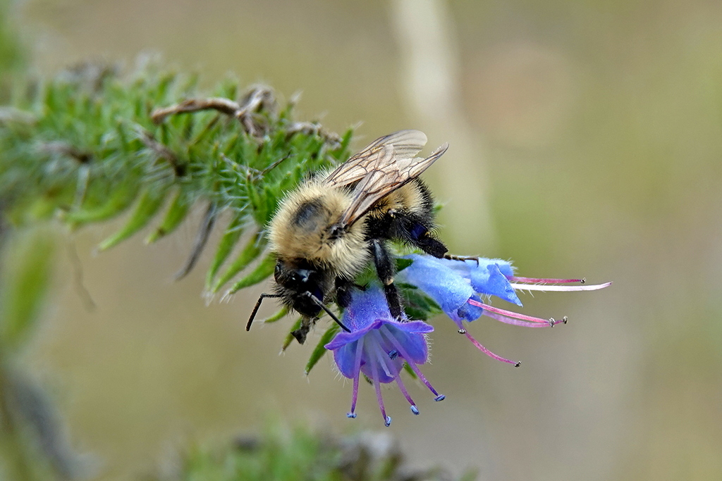 Hummel