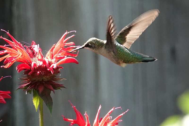 Hummingbird / Kolibri