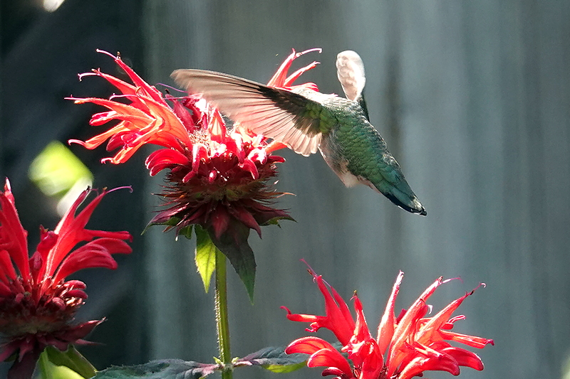 Hummingbird / Kolibri