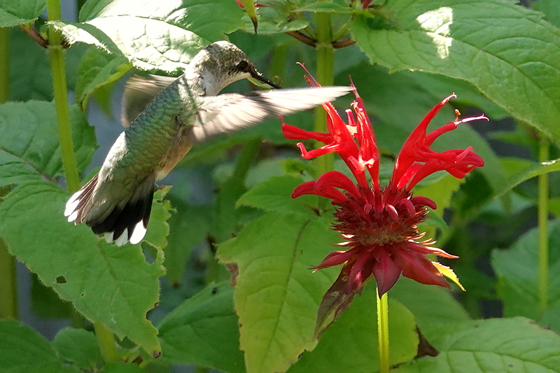 Hummingbird / Kolibri