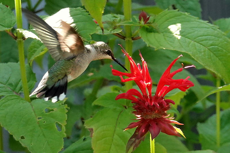 Hummingbird / Kolibri