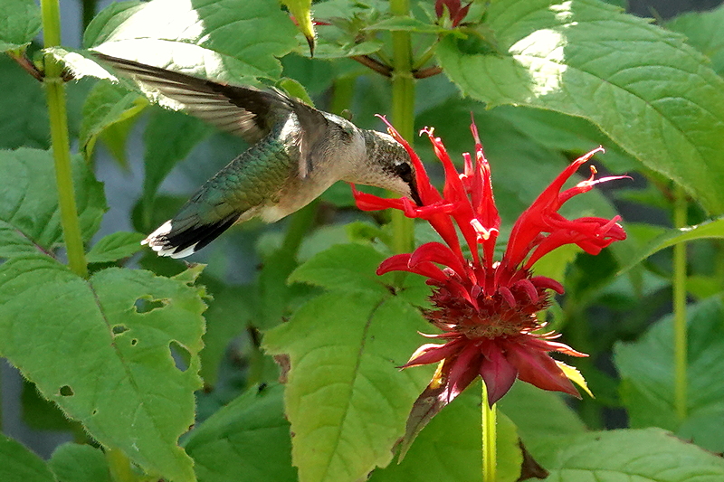 Hummingbird / Kolibri