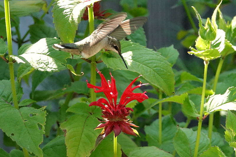 Hummingbird / Kolibri