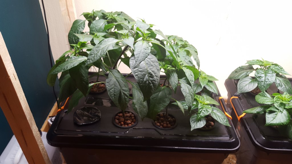 Hydroponic_system