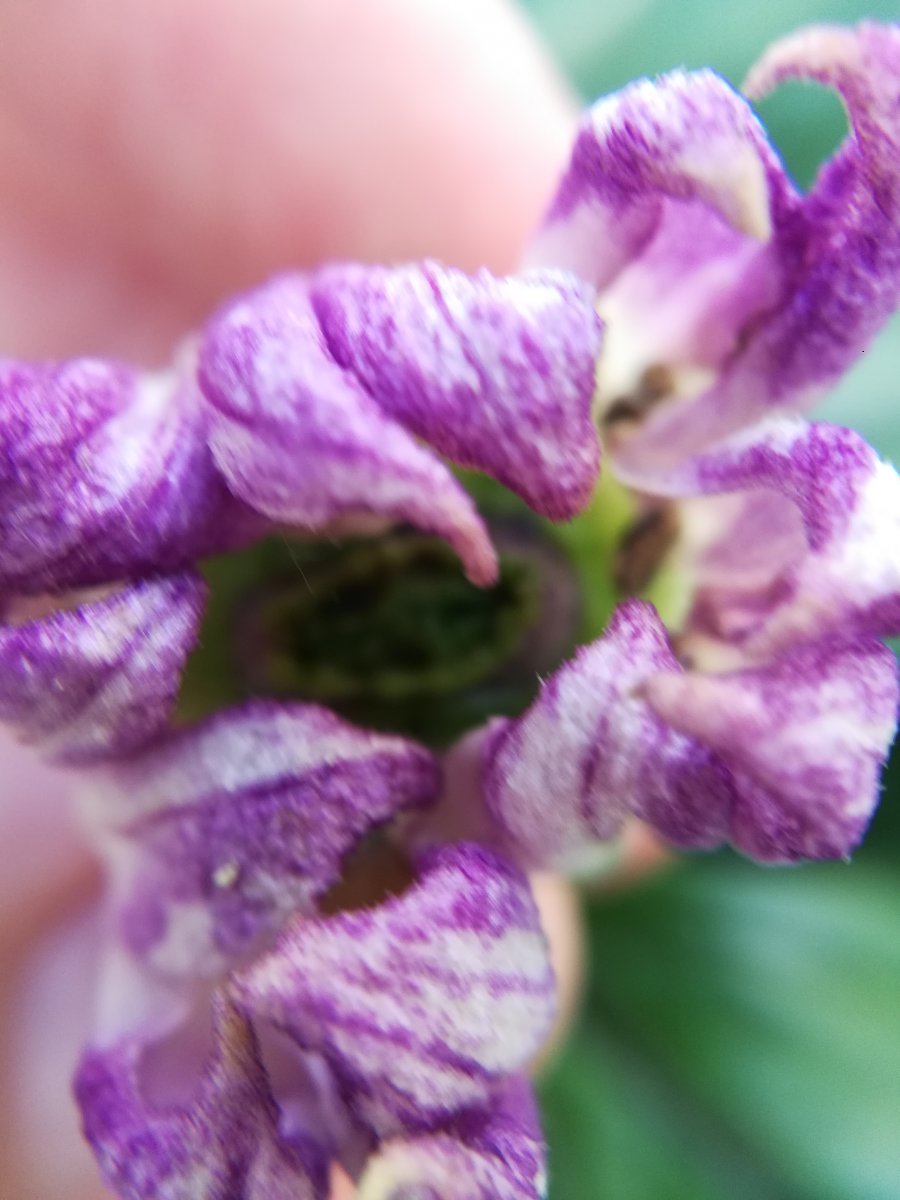 IMG_20200717_193117.jpg