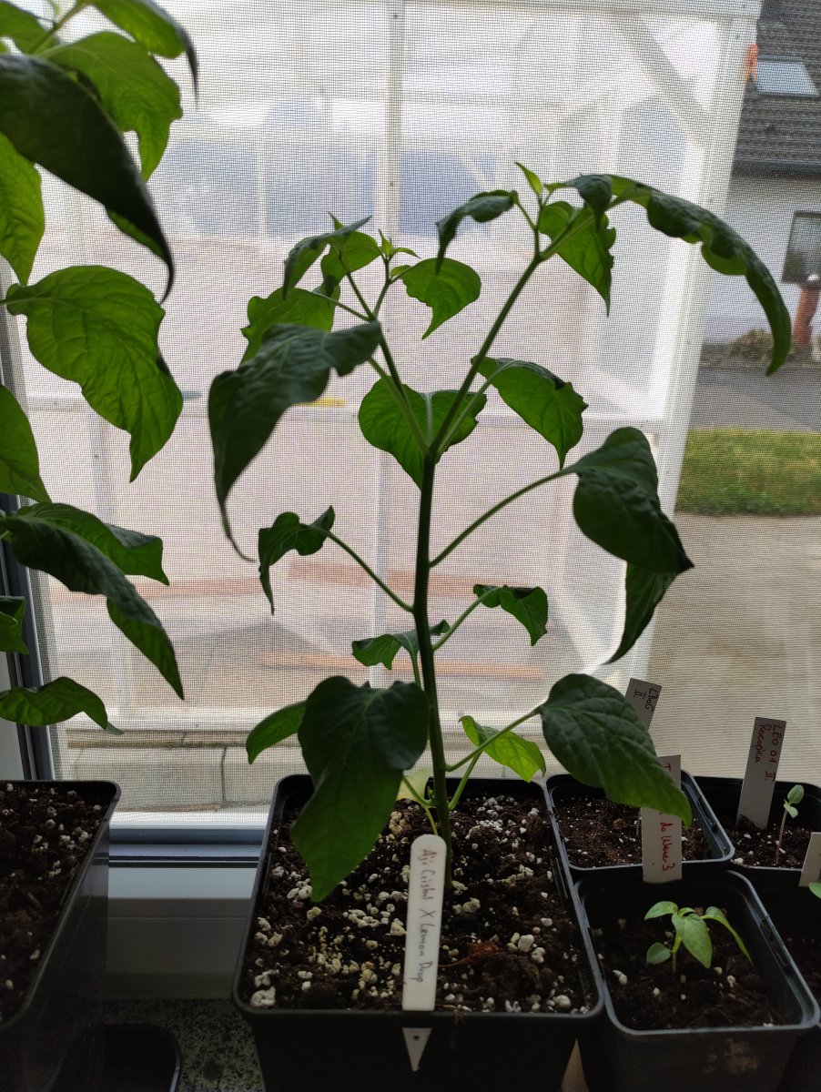 IMG_20210327_080018 Aji Crista x LD.jpg