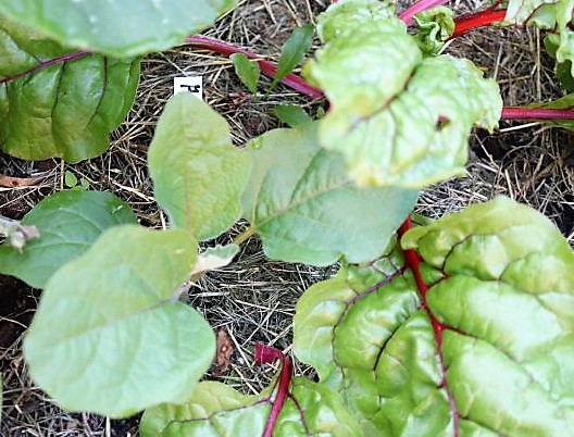 IMG_4066_cleaned.JPG
