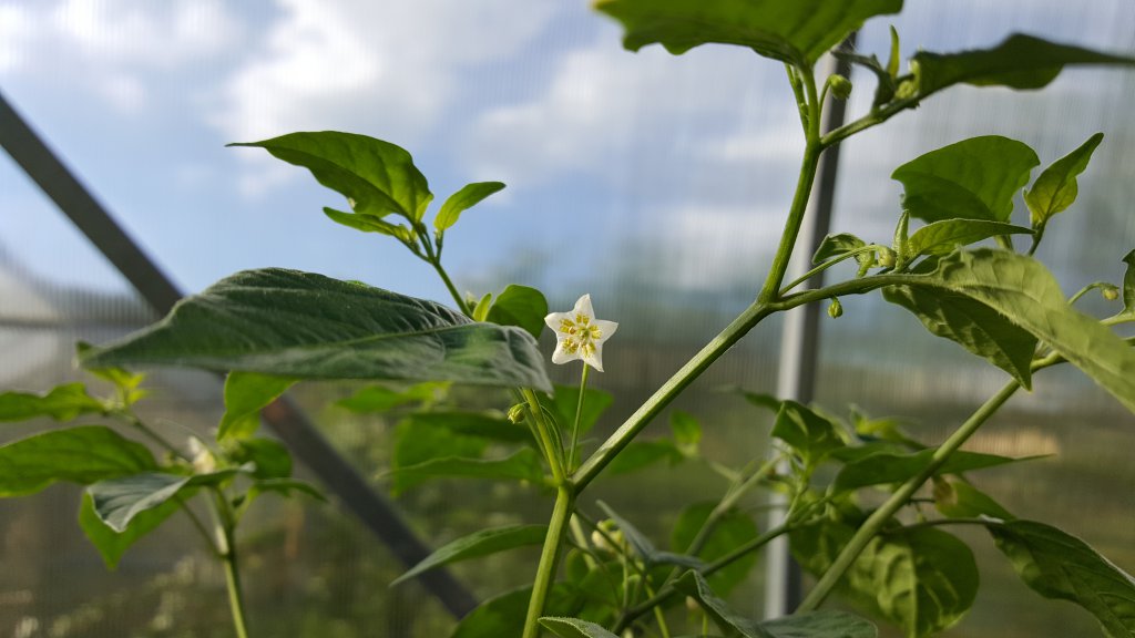 Inca Surprise Blüte