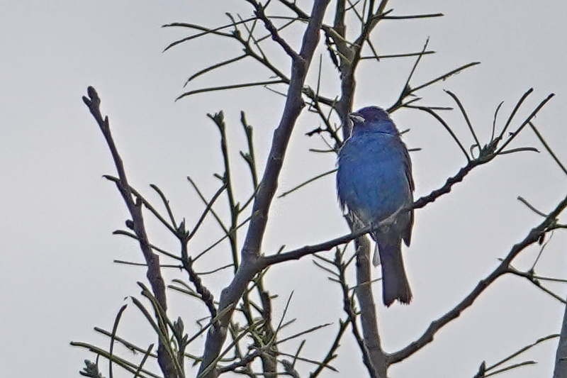 Indigo bunting / Indigofink