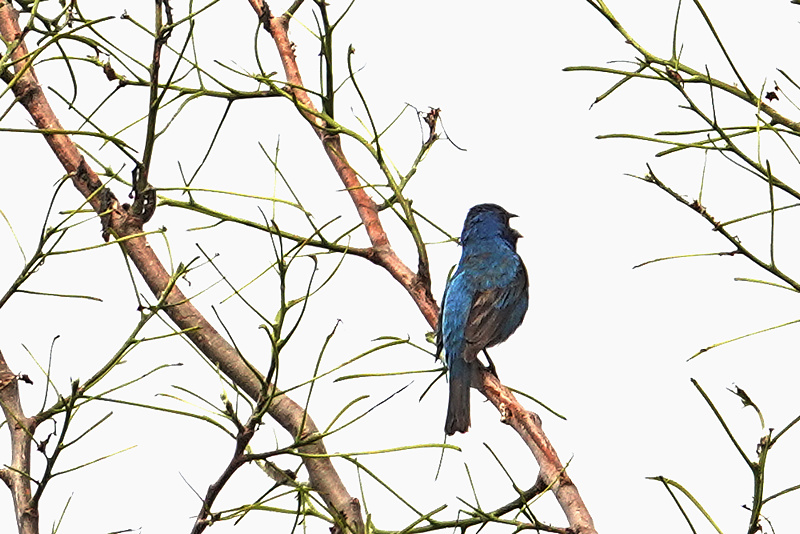 Indigo Bunting