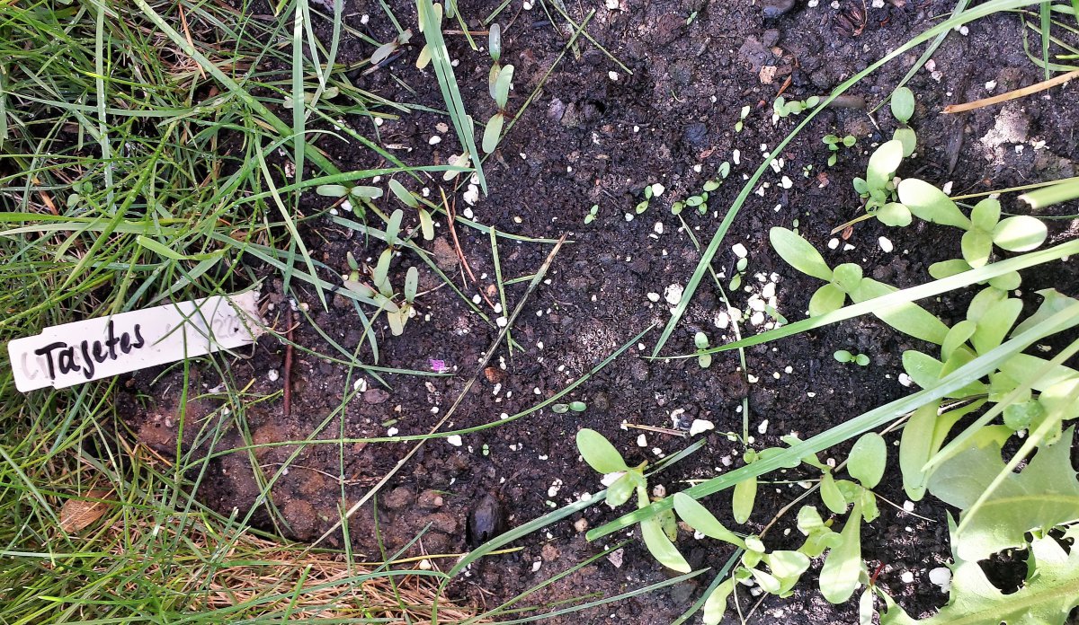 Insektenfreundkliche Blühpflanzen