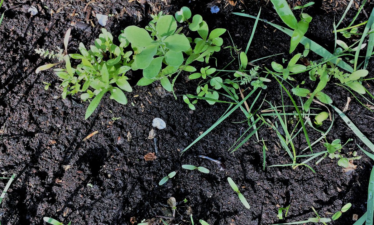 Insektenfreundliche Blühpflanzen