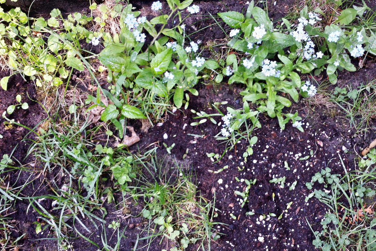 Insektenfreundliche Blühpflanzen