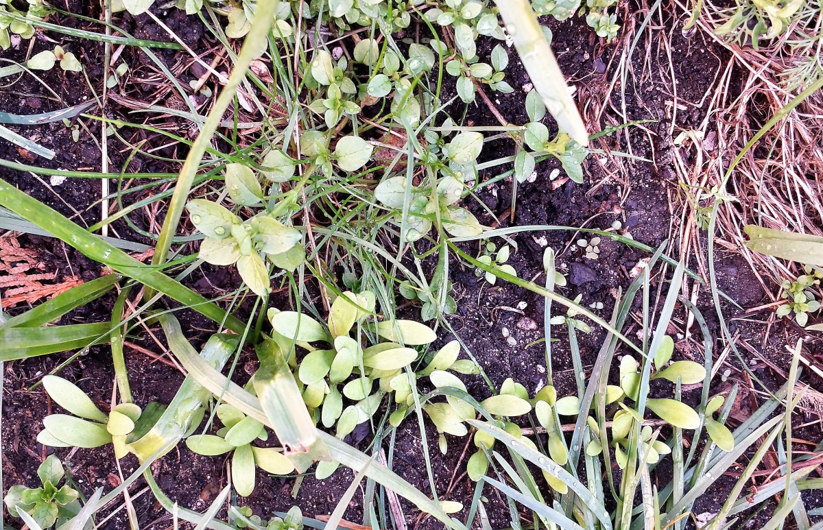 Insektenfreundliche Blühpflanzen