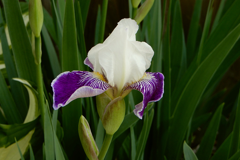 Iris