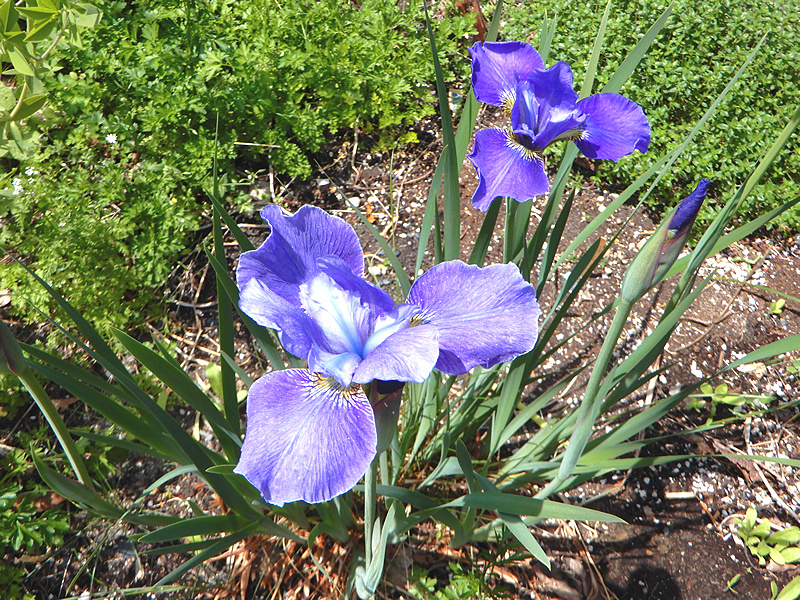 Iris