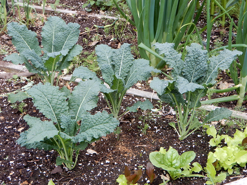 Italian Kale