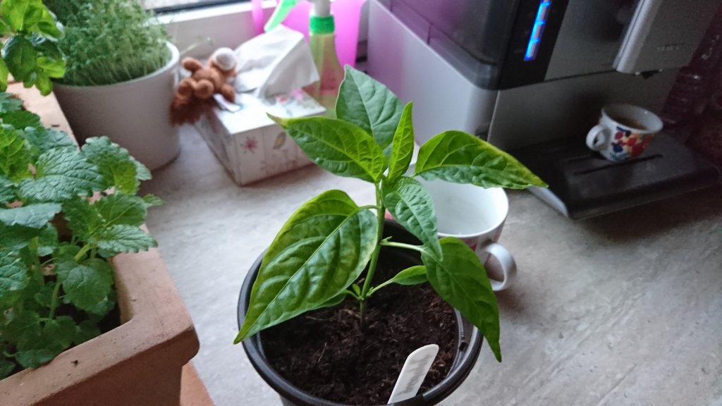 jalapeno 29.04