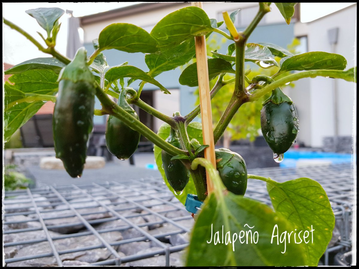 Jalapeño Agriset