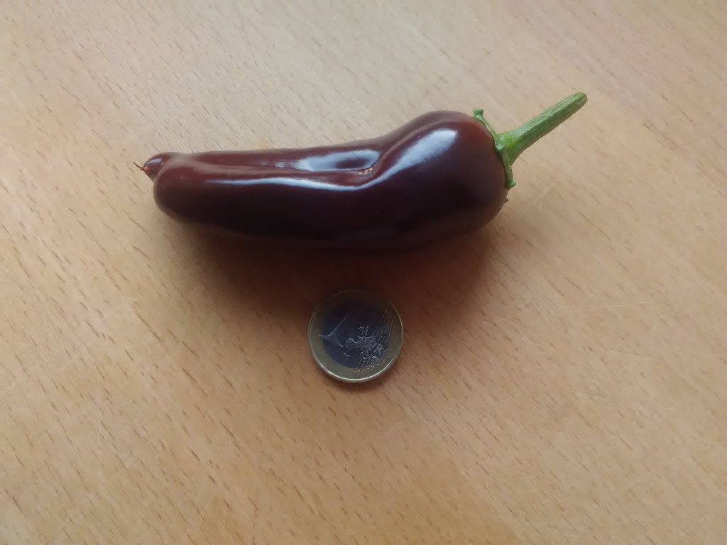 Jalapeno Brown Test 1