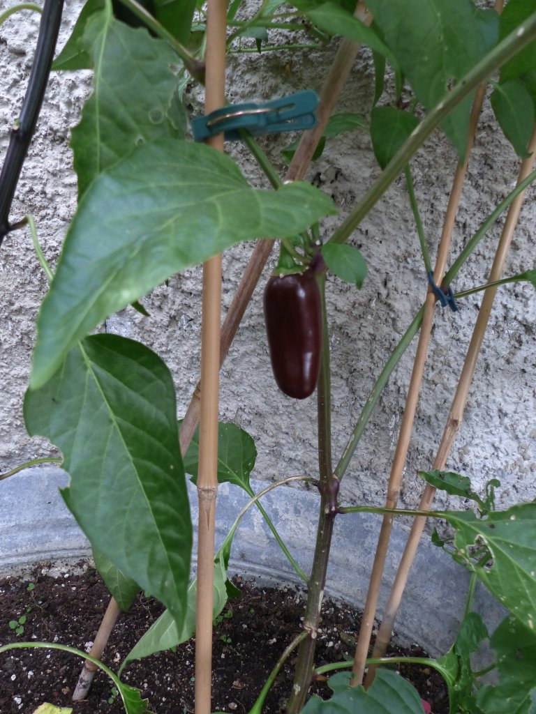 Jalapeno Brown