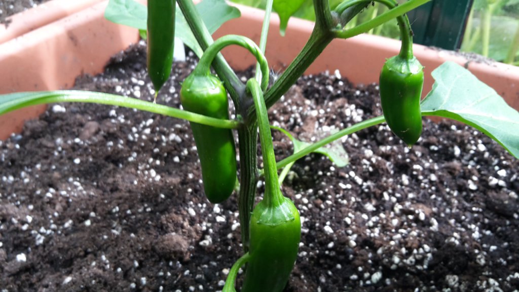 Jalapeno CG Beeren