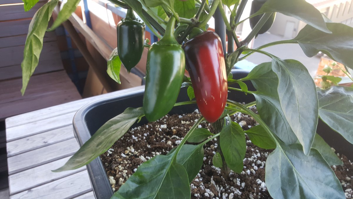 Jalapeno Colima Früchte