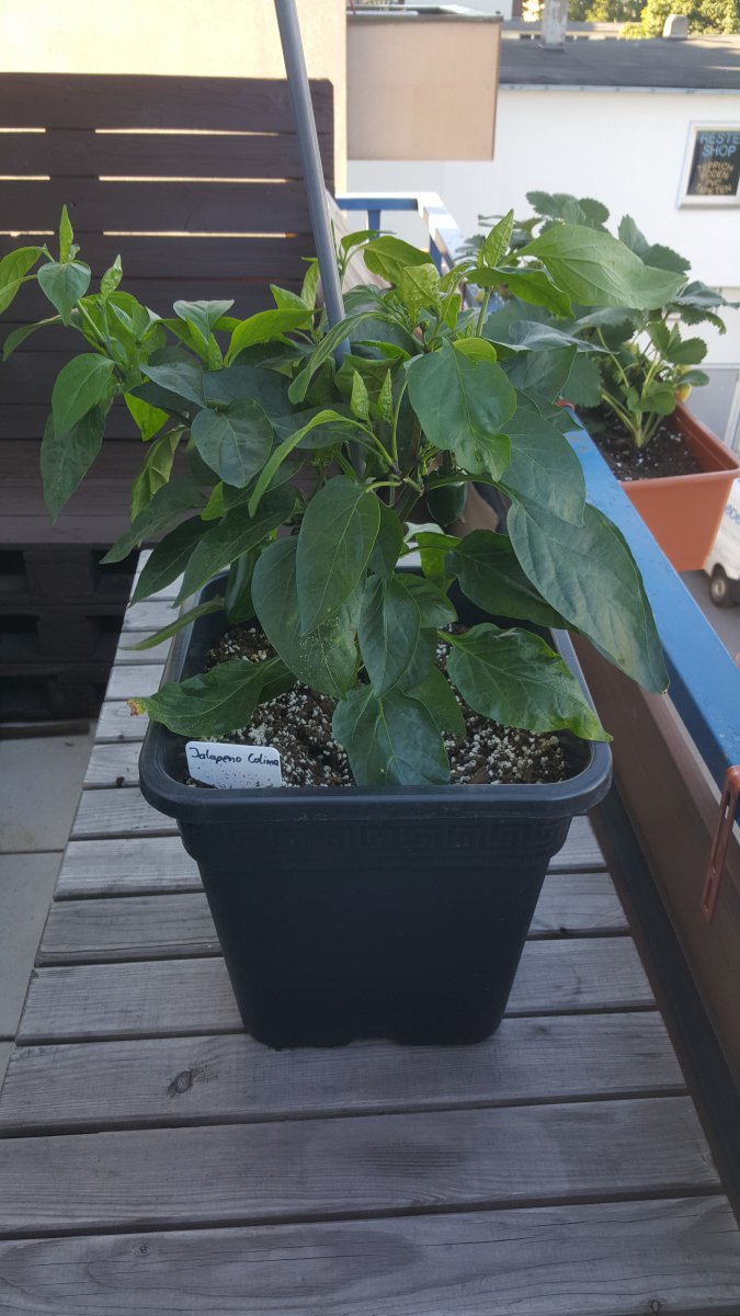 Jalapeno Colima