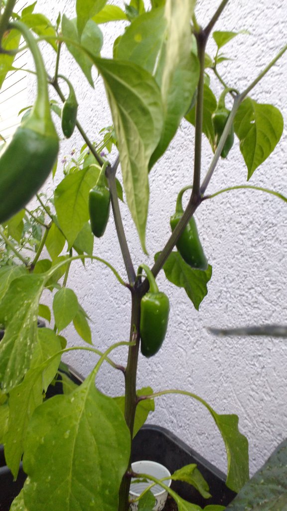 Jalapeño Coyame