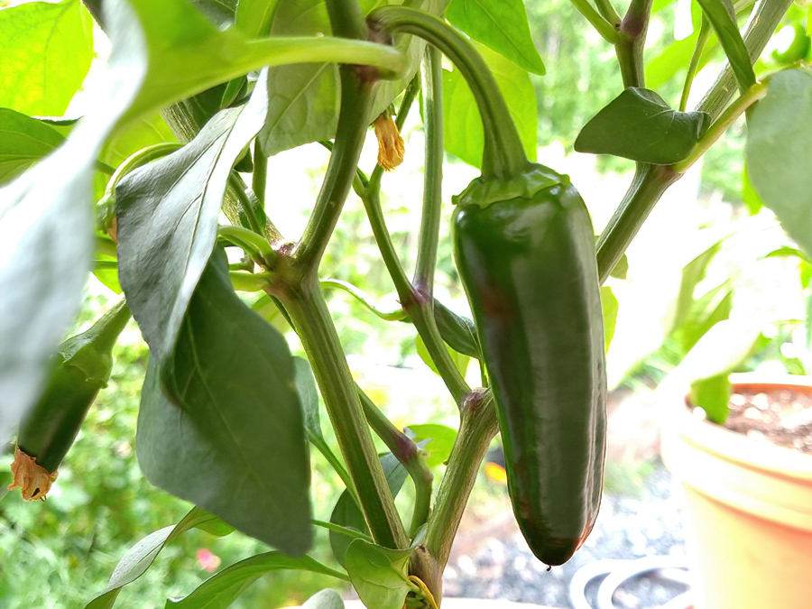 Jalapeno Craig Grande