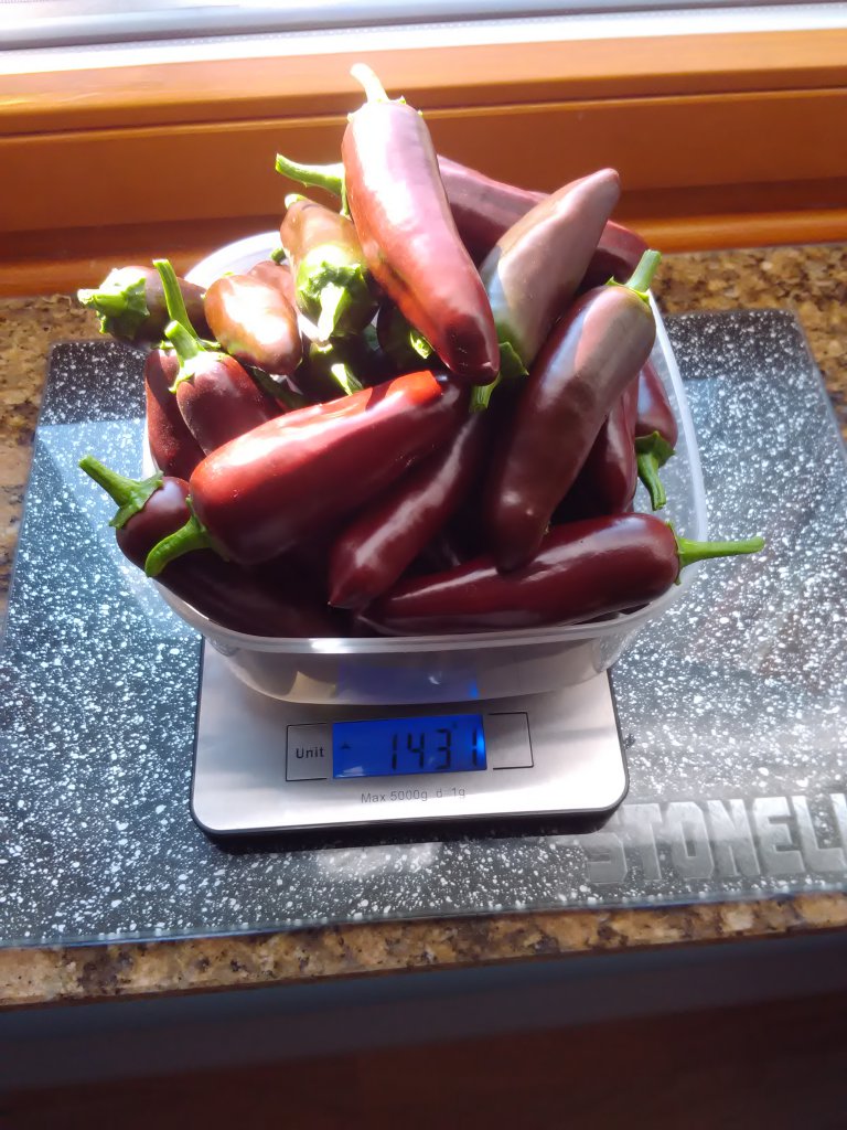 Jalapeno Ernte 16.8