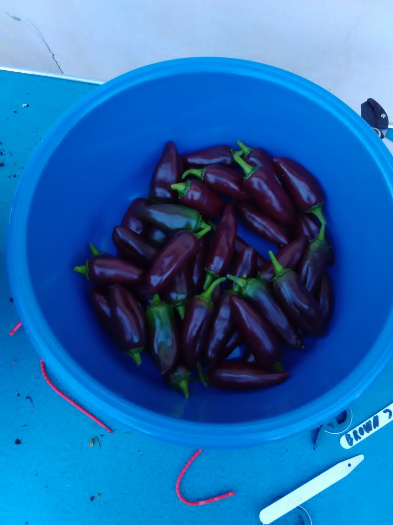 Jalapeno Ernte 20.9